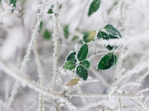 Frozen Pipes